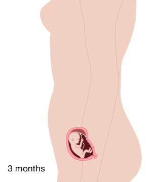 12 Weeks Pregnant Baby Size Fruit