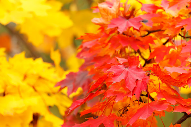 And Yellow
