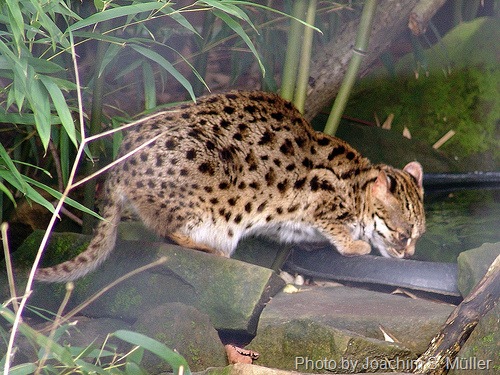 Asian Leopard Cat Cost