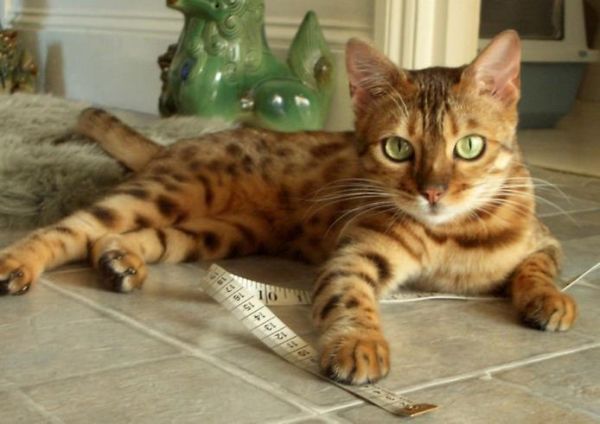 Asian Leopard Cat Cost