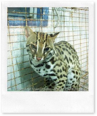 Asian Leopard Cat Cost