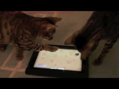 Asian Leopard Cat For Sale Houston