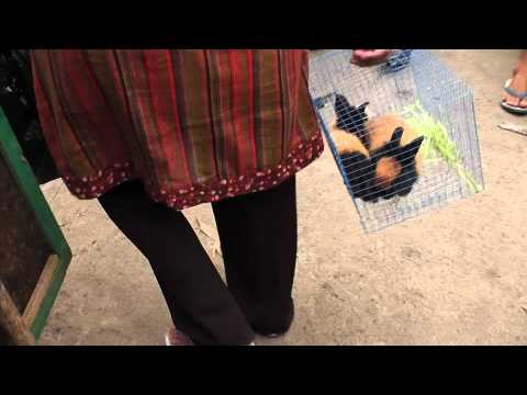 Asian Leopard Cat For Sale Houston