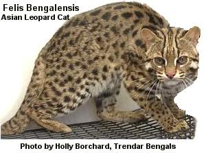 Asian Leopard Cat For Sale In Texas