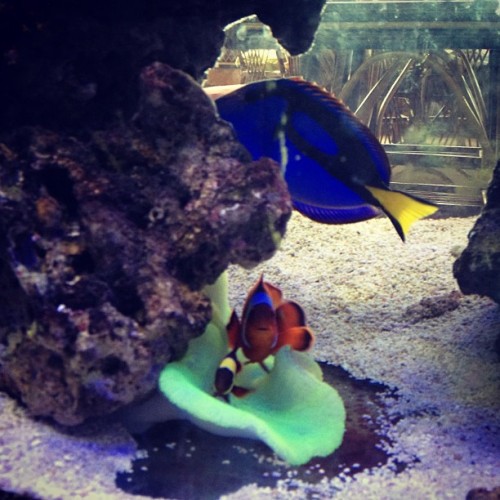 Blue And Yellow Fish In Finding Nemo