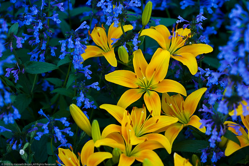 Blue And Yellow Flowers