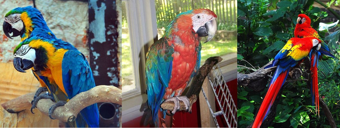 Blue And Yellow Macaw Adaptations