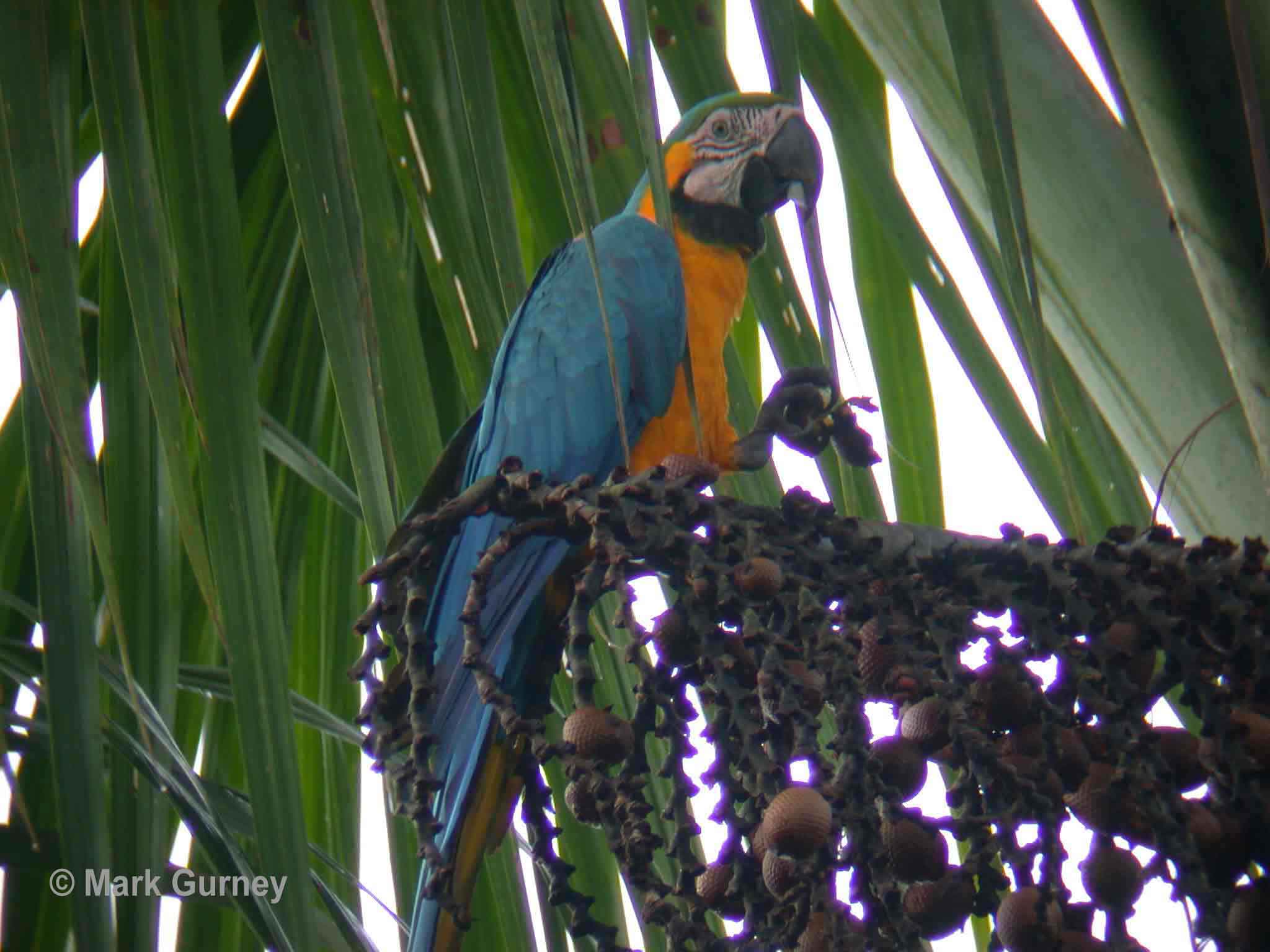 Blue And Yellow Macaw Adaptations