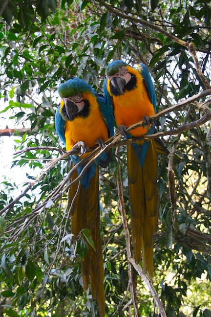 Blue And Yellow Macaw Adaptations