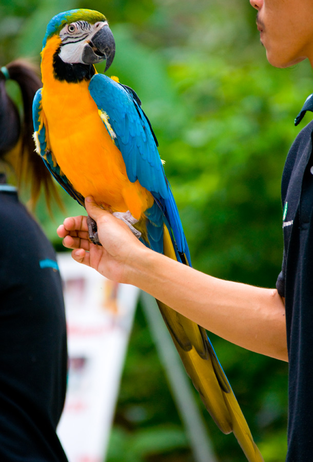 Blue And Yellow Macaw Diet