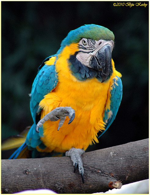 Blue And Yellow Macaw Diet