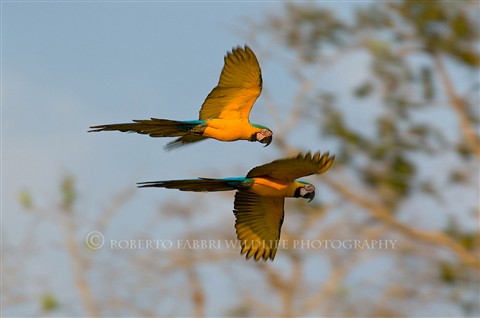 Blue And Yellow Macaw Diet