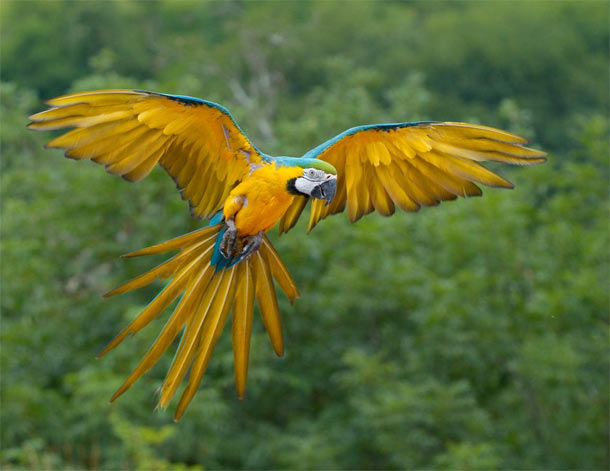 Blue And Yellow Macaw Diet