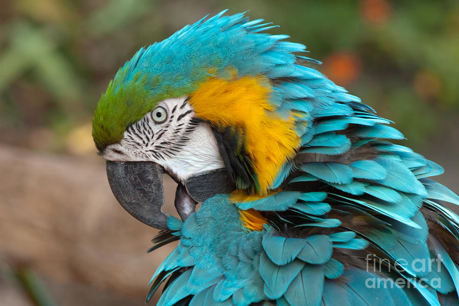 Blue And Yellow Macaw For Sale