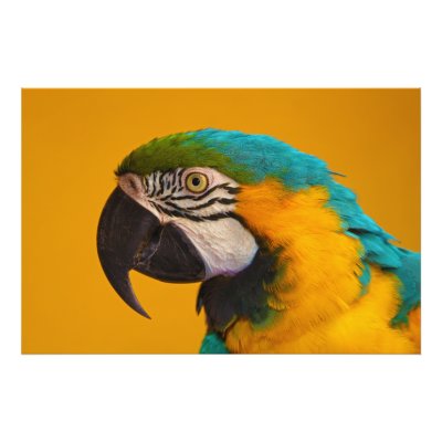 Blue And Yellow Macaw For Sale