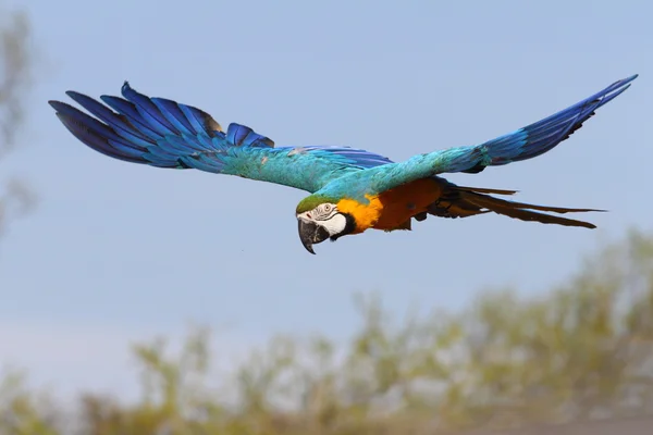 Blue And Yellow Macaw For Sale