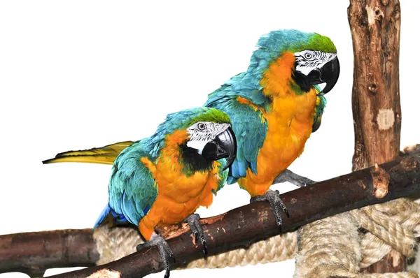 Blue And Yellow Macaw For Sale
