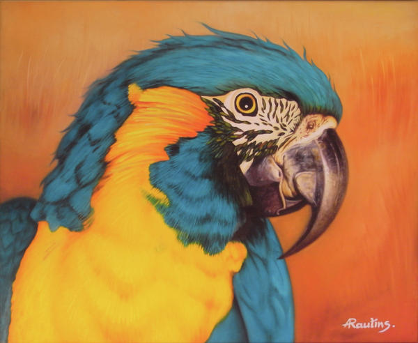 Blue And Yellow Macaw For Sale