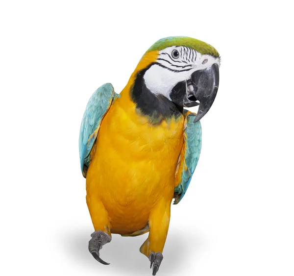 Blue And Yellow Macaw For Sale
