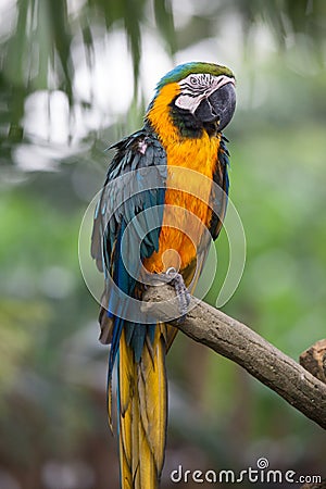 Blue And Yellow Macaw Price