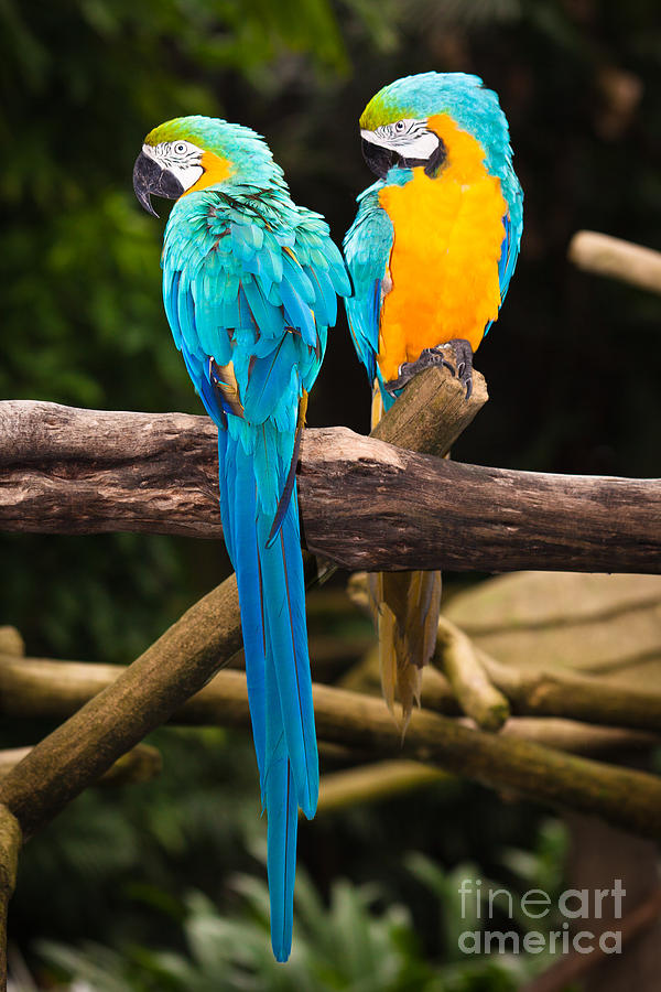 Blue And Yellow Macaw Price