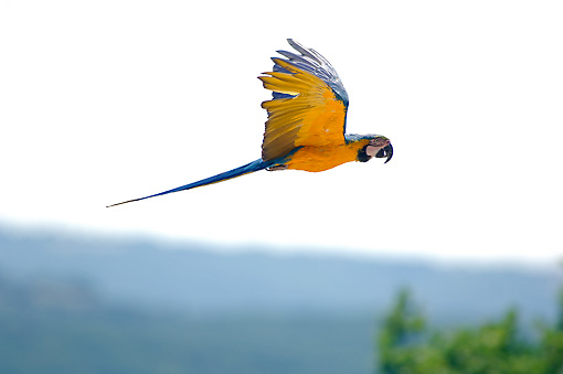 Blue And Yellow Macaw Price