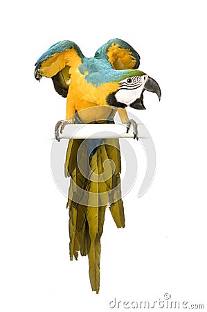 Blue And Yellow Macaw Price