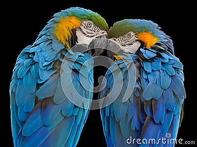 Blue And Yellow Macaw Price