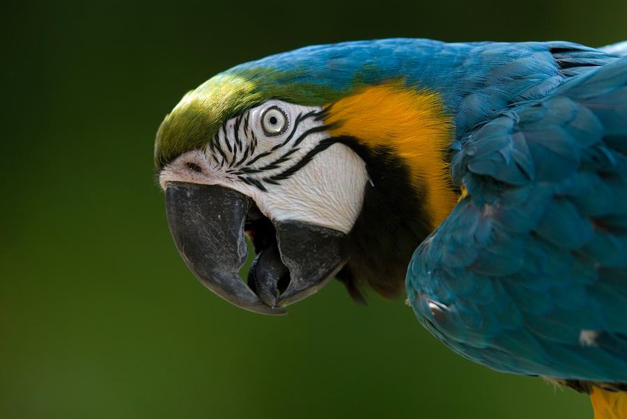 Blue And Yellow Macaw Price