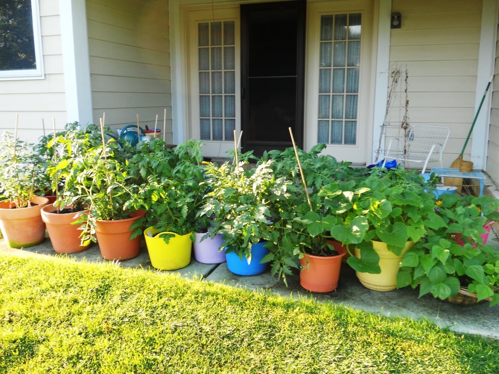 Difference Between Green And Yellow Squash