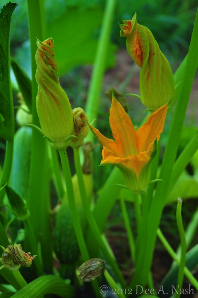 Difference Between Green And Yellow Squash