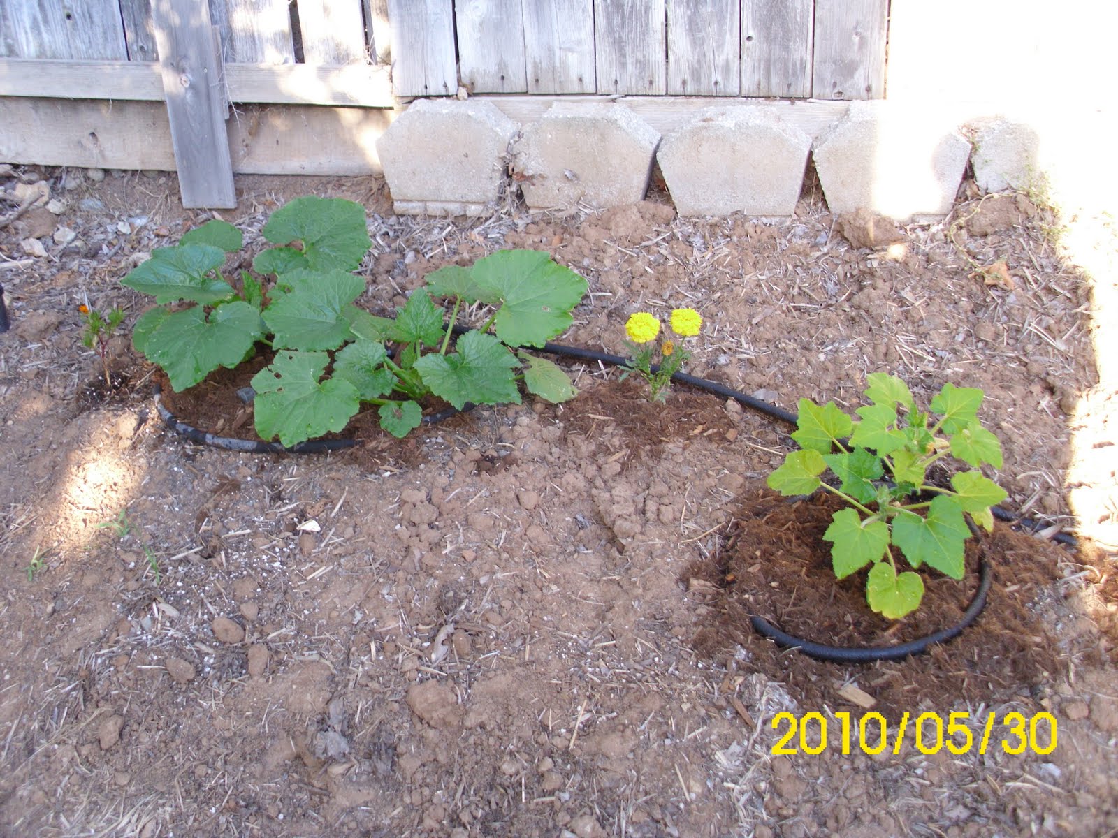 Difference Between Green And Yellow Squash