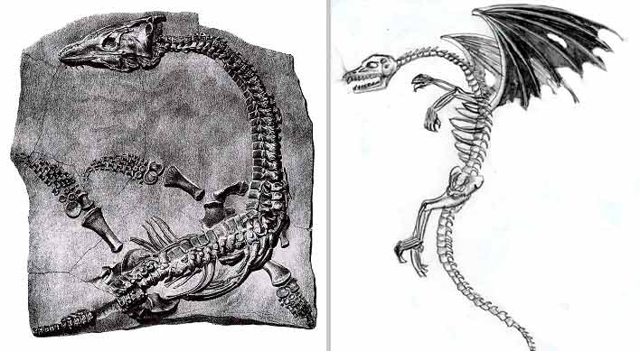 Dragon Fossils