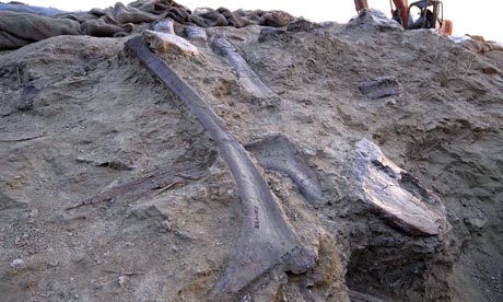 Dragon Fossils Found