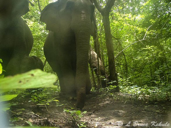 Elephant Trap Jump