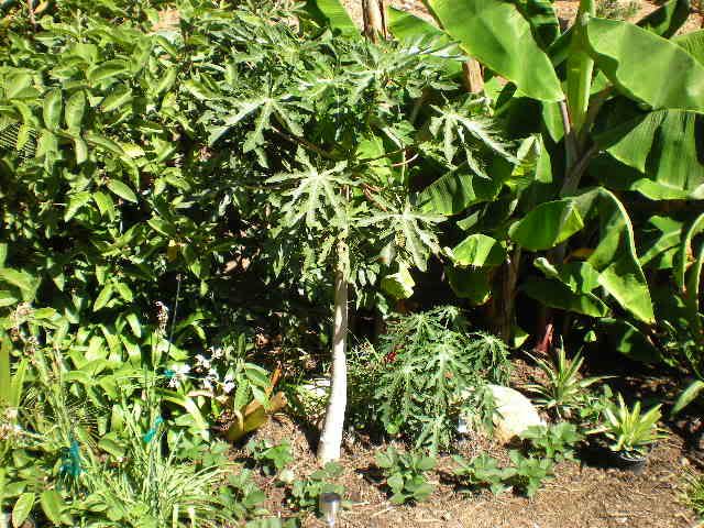 Grand Papaya