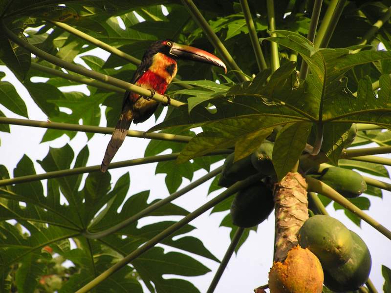 Grand Papaya Costa Rica