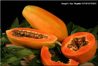 Grand Papaya Costa Rica
