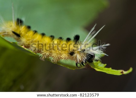 Green And Yellow Hairy Caterpillar