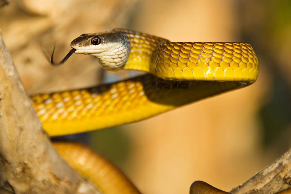 Green And Yellow Snake Australia