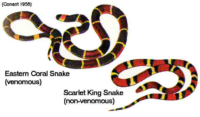 Green And Yellow Snake In Louisiana