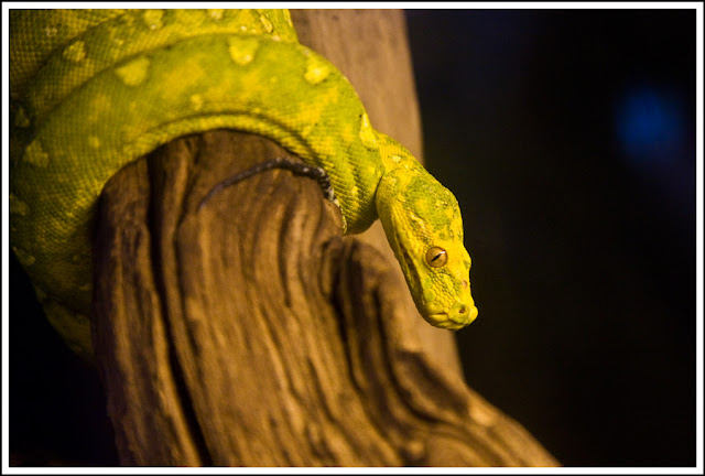 Green And Yellow Snake In Michigan