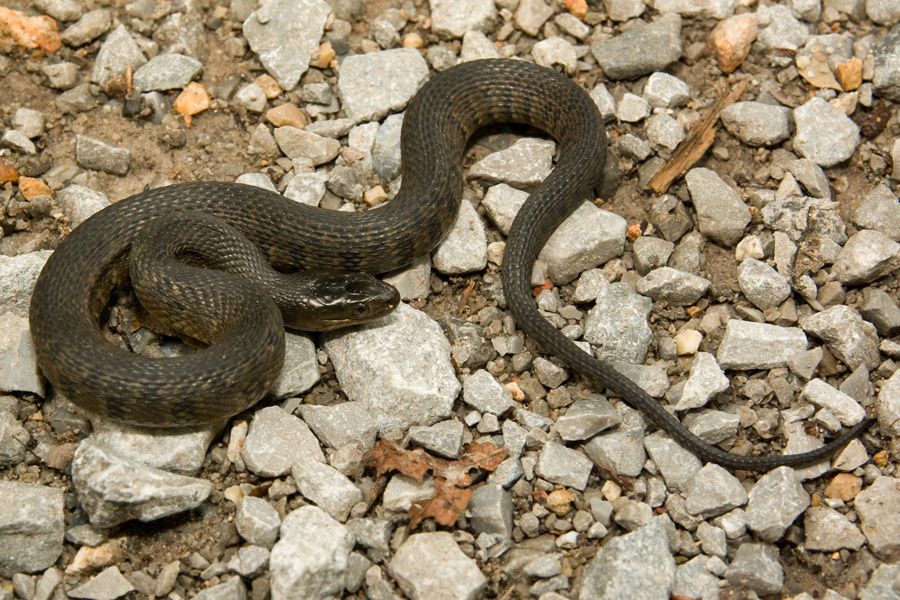 Green And Yellow Snake In Michigan