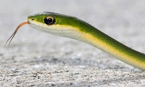 Green And Yellow Snake In Michigan