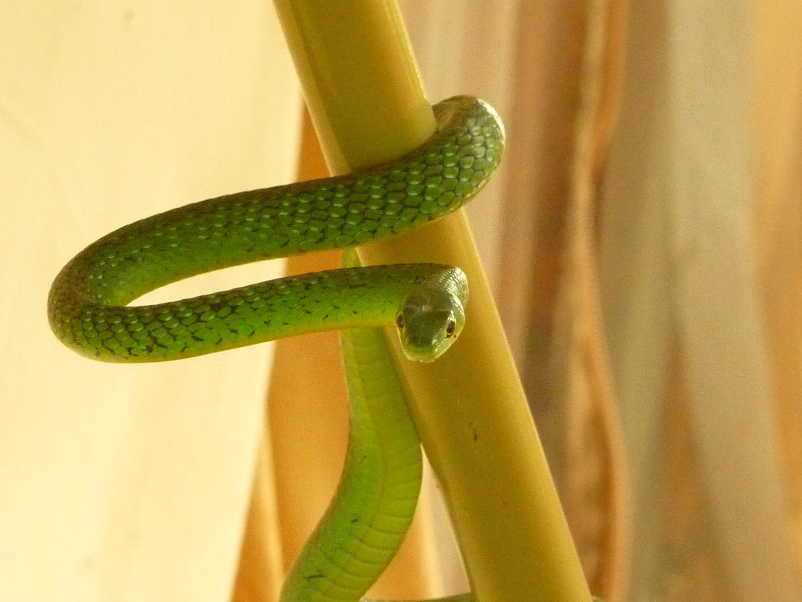 Green And Yellow Snake In Michigan