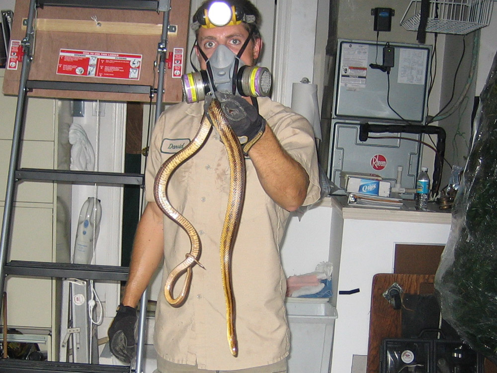 Green And Yellow Snakes In Florida