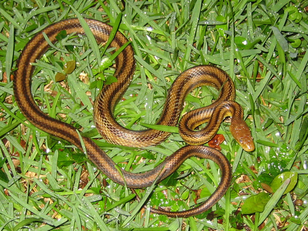 Green And Yellow Snakes In Florida