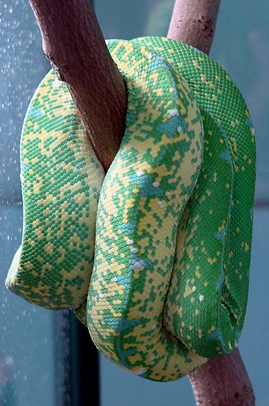 Green And Yellow Snakes In Florida