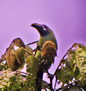 Occidental Grand Papagayo Excursions