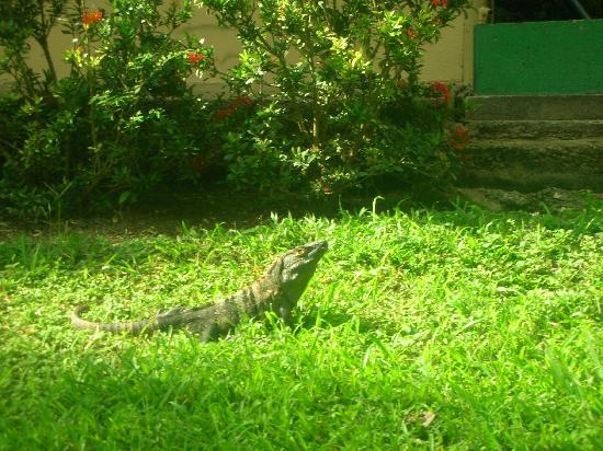 Occidental Grand Papagayo Tripadvisor